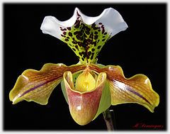  Paphiopedilum
