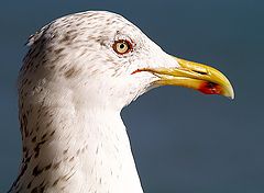  A Beautiful and Glamurous seagull...