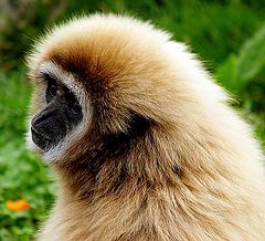  Please Help me...I'm on species at risk list!!!