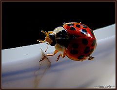  beetle