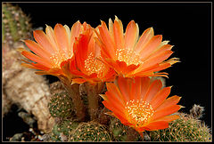  Orange beauty