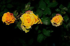  The Yellow Roses And... The Ant....
