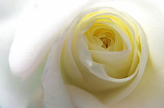  Tender