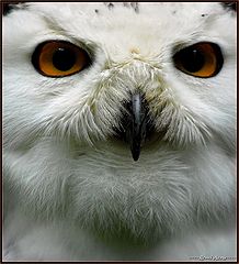  look in my eyes ! !