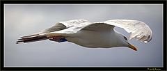  In the wind