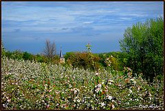  between the fruit trees