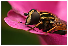  Just another bug shot