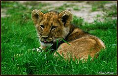  young hunter