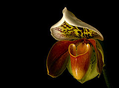 Cypripedium