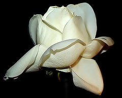 A Rose...