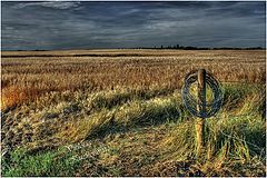  Evening in a wheat field