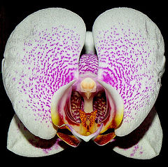  A Flower for all of you, my FRIENDS!!!