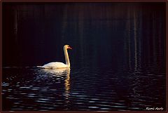  white swan