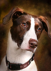  Gera