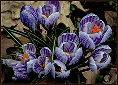  finally, the spring