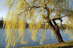  The Lady in yellow