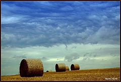  flanders fields 1