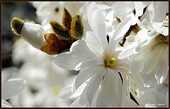  magnolia