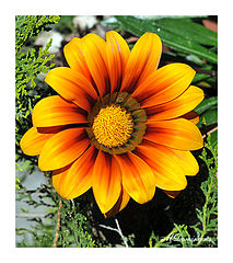  yellow/orange Daisy