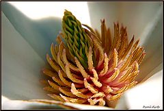  fresh flower