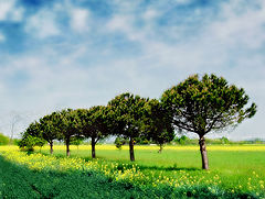  Spring trees with field