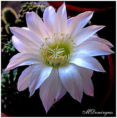  Echinopsis oxygona