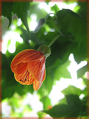  *orange*