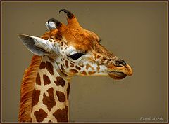  young giraffe