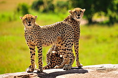  Cheetahs