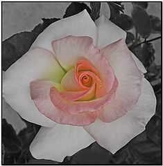  Hint Of Pink