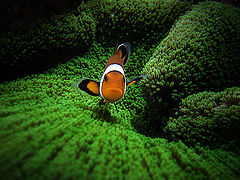  Amphiprion ocellaris