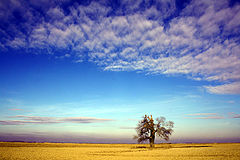  Alone / 