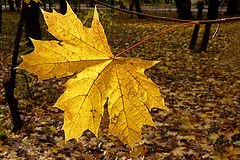  The last leaf /  .