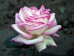  Pure beauty /  