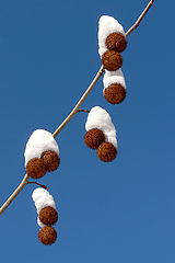  Winter ornaments /  