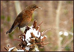  the bird