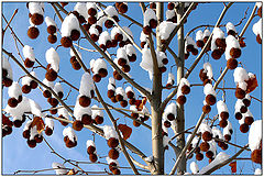  Ephemeral beauty /  
