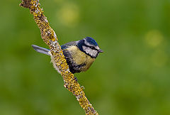  Parus caeruleus