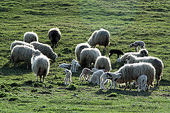  Season lambs /  