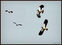  birds