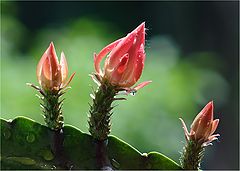  Cactus bloom