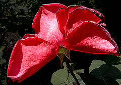  Butterfly rose /  p