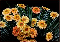  flowers for the Lady