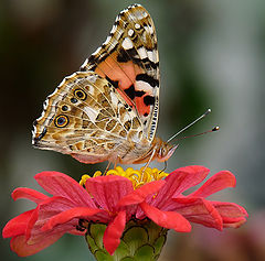  Vanessa cardui