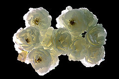  White symphony /  