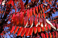  The colours of autumn /