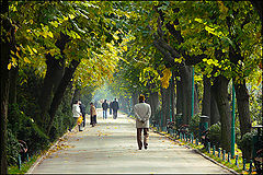  Autumn in the garden /   