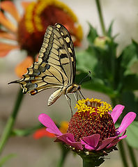  Papilio machaon