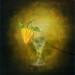  Physalis & Glass