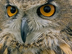  Eyes Of An Owl